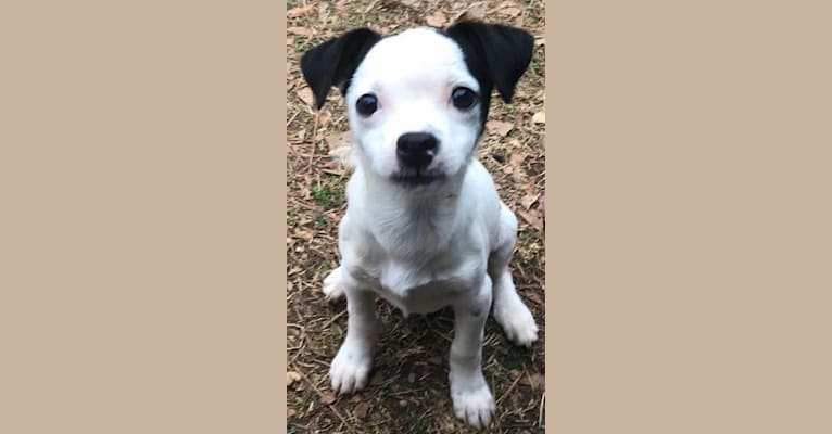 Nemo, a Mountain Cur and Chihuahua mix tested with EmbarkVet.com