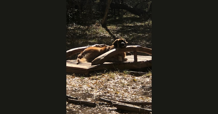 Bear, a Great Pyrenees and Anatolian Shepherd Dog mix tested with EmbarkVet.com