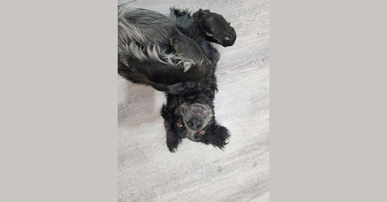 Photo of Teeter, a Blue Picardy Spaniel  in Virden, MB, Canada
