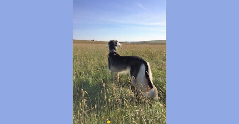 penny meadow whippets