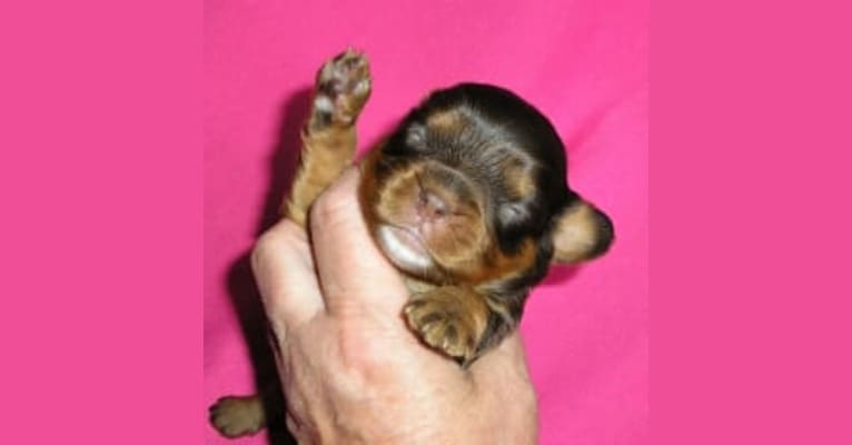 Diamond, a Cavalier King Charles Spaniel tested with EmbarkVet.com