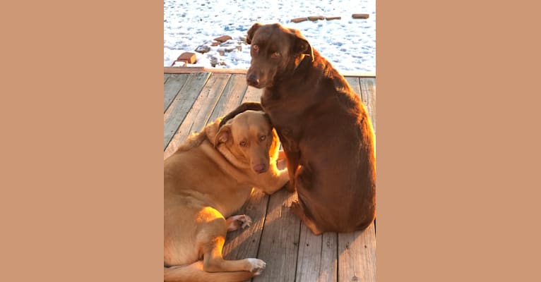Rex, a Labrador Retriever and German Shepherd Dog mix tested with EmbarkVet.com