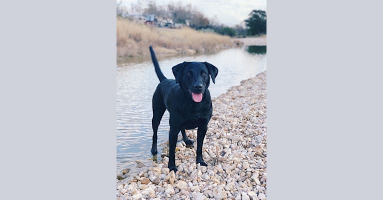 Tia, a Labrador Retriever tested with EmbarkVet.com