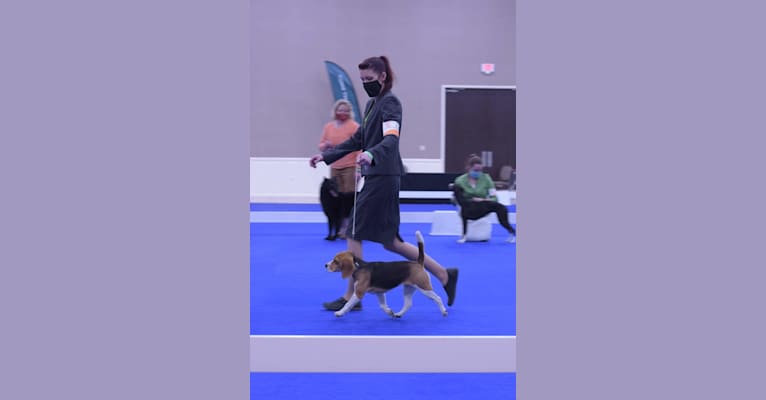 Amber, a Beagle tested with EmbarkVet.com