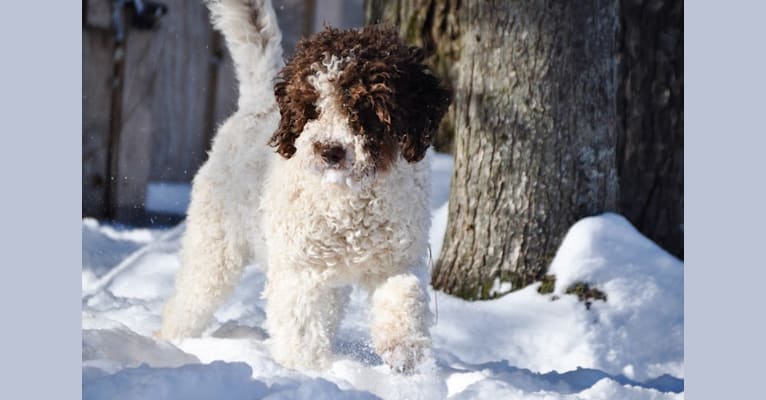 Photo of Timber, a Lagotto Romagnolo  in Serbia