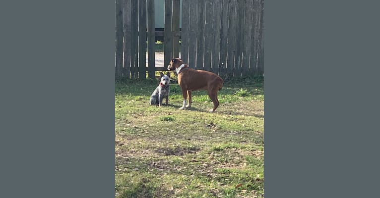 Photo of Chomp, an Australian Cattle Dog  in Meridian, TX, USA