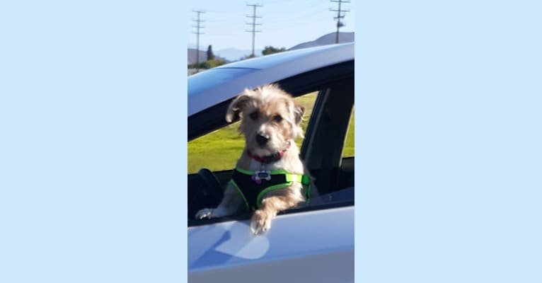 Photo of Sophia, an American Pit Bull Terrier, Chihuahua, Poodle (Small), American Staffordshire Terrier, and Mixed mix in Menifee, California, USA