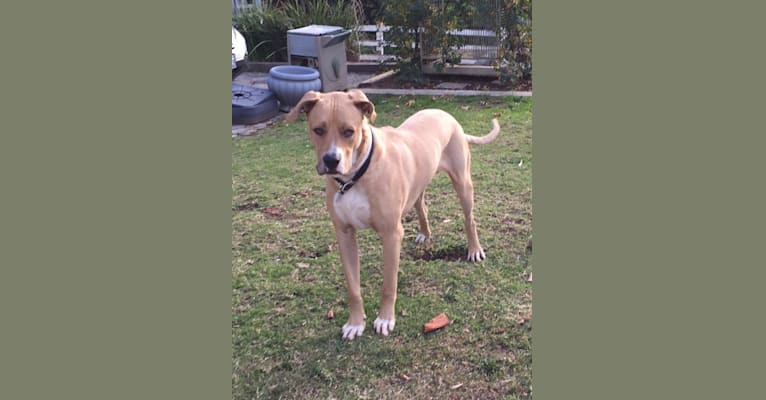 Roscoe, an American Pit Bull Terrier and German Shepherd Dog mix tested with EmbarkVet.com