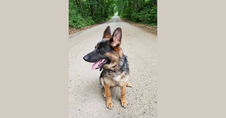 Banner, a German Shepherd Dog tested with EmbarkVet.com