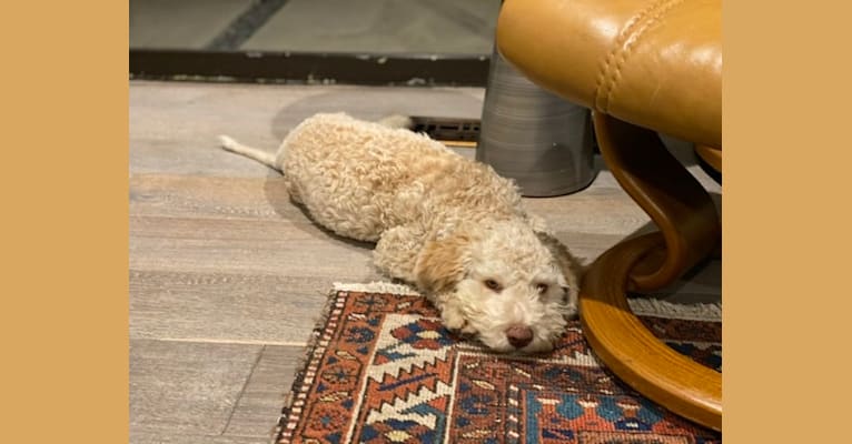 Photo of Alice, a Lagotto Romagnolo  in Holtwood, PA, USA