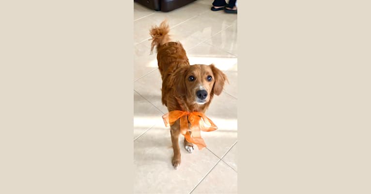 Benny, a Goldendoodle tested with EmbarkVet.com