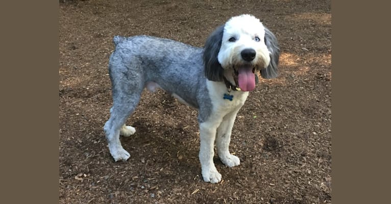 Winston, an Old English Sheepdog tested with EmbarkVet.com