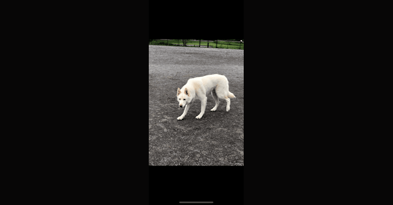 Zeus, a Siberian Husky and American Eskimo Dog mix tested with EmbarkVet.com
