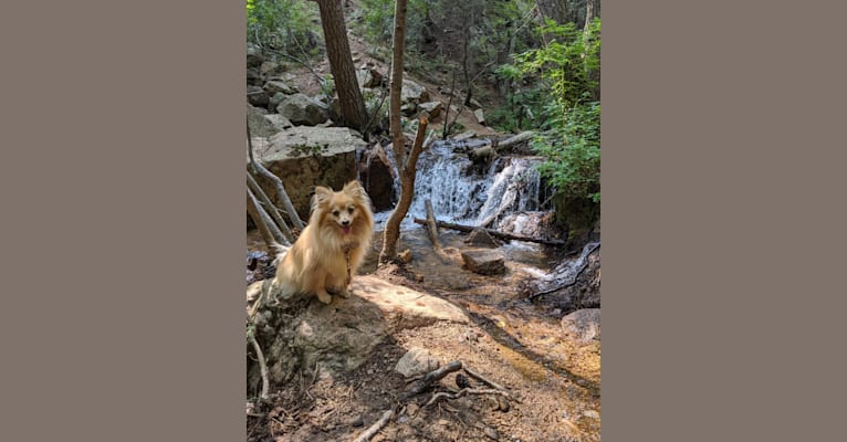 Luther, a Pomeranian tested with EmbarkVet.com