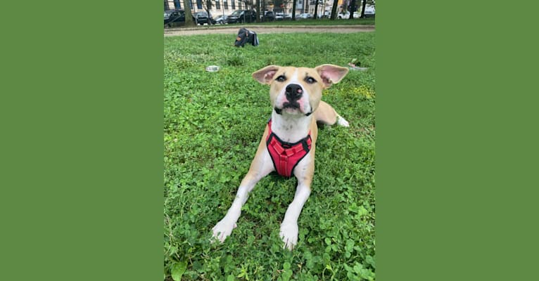 Riley, an American Pit Bull Terrier tested with EmbarkVet.com