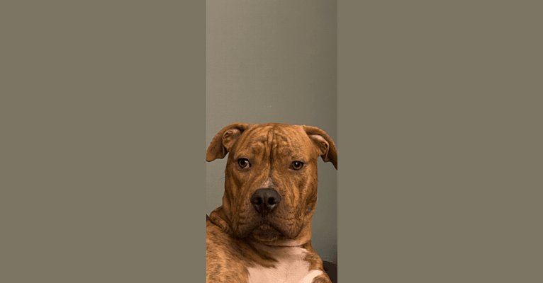 Hank, an American Pit Bull Terrier and American Bulldog mix tested with EmbarkVet.com