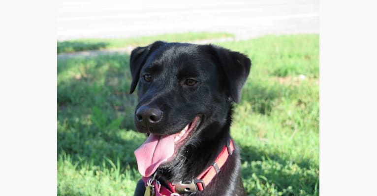 Crockett, an Australian Cattle Dog and Labrador Retriever mix tested with EmbarkVet.com