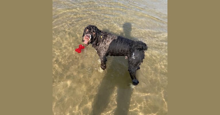 Bolo, an English Springer Spaniel and Poodle (Standard) mix tested with EmbarkVet.com