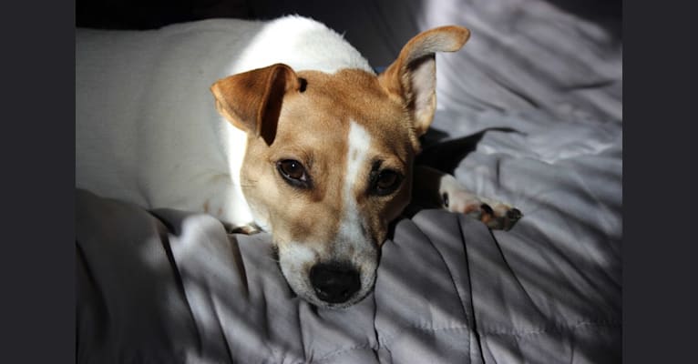 Photo of Archie, a Russell-type Terrier  in Norwalk, Connecticut, USA