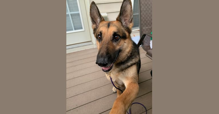 Zeus, a German Shepherd Dog tested with EmbarkVet.com