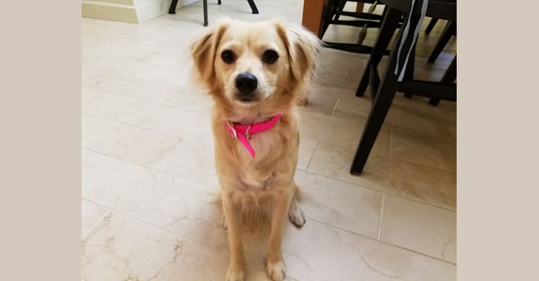 Daisy, a Chihuahua and American Eskimo Dog mix tested with EmbarkVet.com