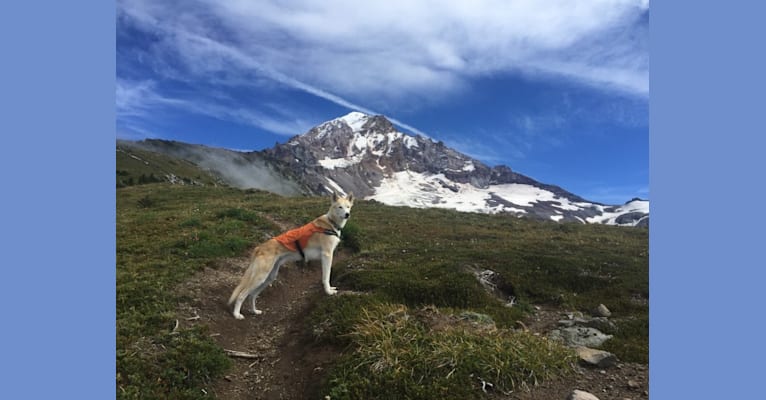 Roco, an Alaskan-type Husky tested with EmbarkVet.com