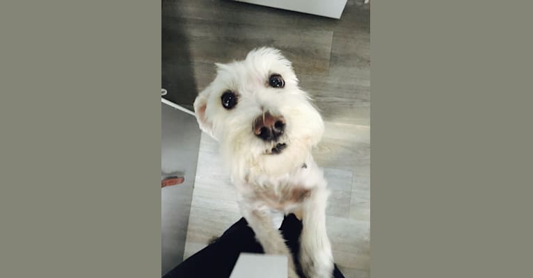Schnauzer cross outlet bichon frise
