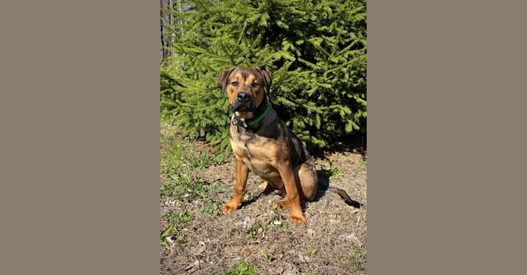 Lenny, a Rottweiler and American Pit Bull Terrier mix tested with EmbarkVet.com