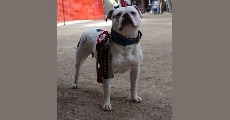 MIDNA, an Alapaha Blue Blood Bulldog tested with EmbarkVet.com