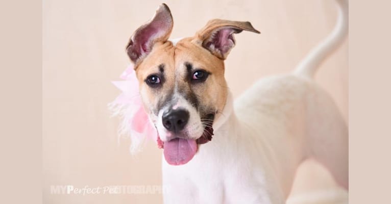 Stacey, an American Bulldog and American Staffordshire Terrier mix tested with EmbarkVet.com