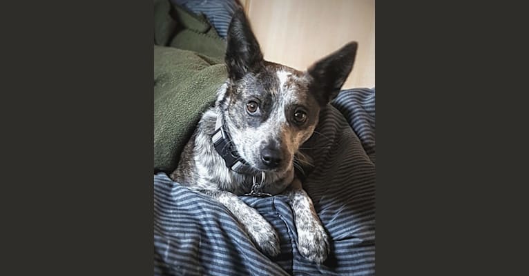 Photo of Banshee Boo, an Australian Cattle Dog, American Pit Bull Terrier, and Australian Shepherd mix in Downers Grove, Illinois, USA