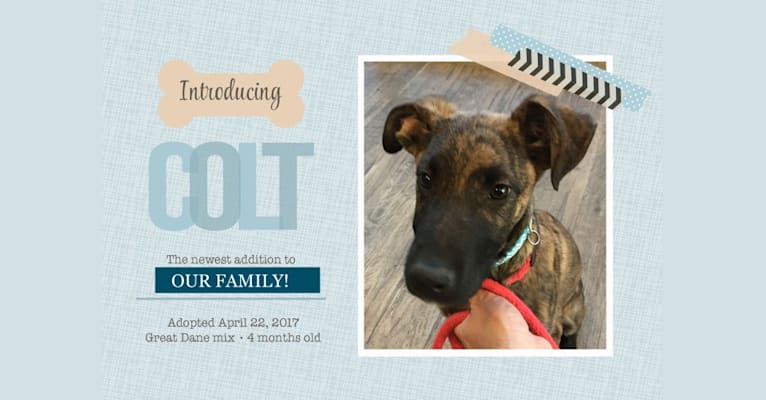 Colt, a German Shepherd Dog and Great Dane mix tested with EmbarkVet.com