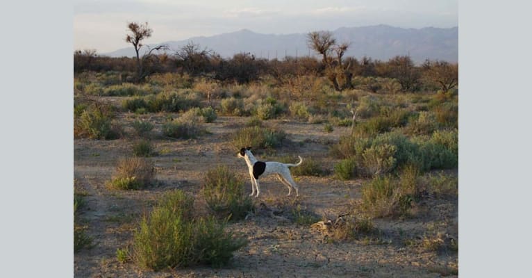 Photo of Bo, a Border Collie, Whippet, Border Terrier, and Russell-type Terrier mix in Pahrump, NV, USA