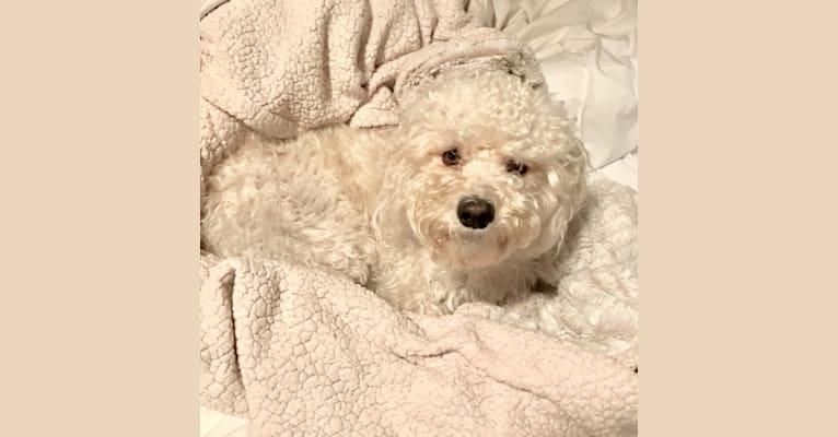 Photo of Charlie, a Poodle (Small), Maltese, Cocker Spaniel, and Mixed mix in California, USA