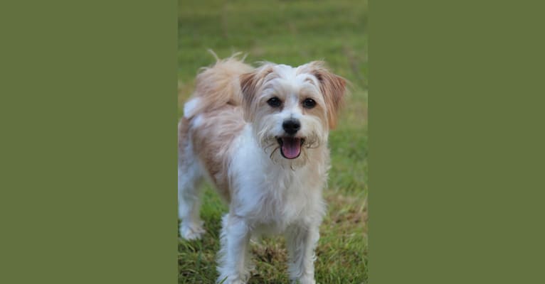 Max, a Yorkshire Terrier and Poodle (Small) mix tested with EmbarkVet.com