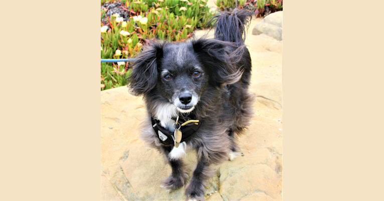 Photo of Jackson, a Chihuahua, Rat Terrier, Poodle (Small), and Mixed mix in Sonoma, California, USA