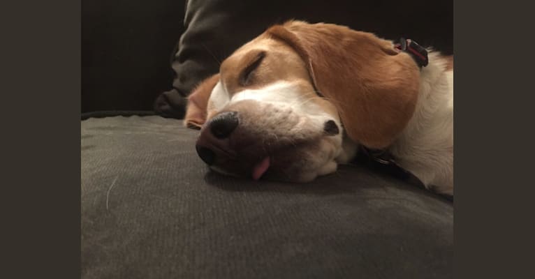 Spencer, a Beagle tested with EmbarkVet.com