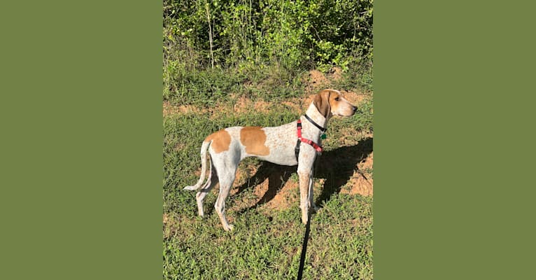 Scarlet, an American English Coonhound tested with EmbarkVet.com