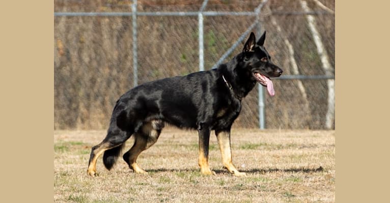 Von otto german shepherds online
