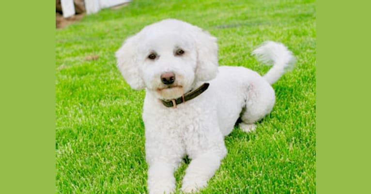 Photo of June, a Goldendoodle 