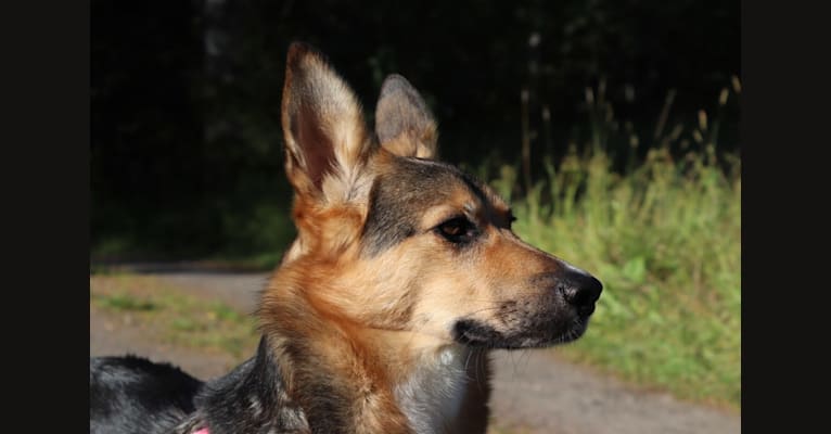 Poju, a Central Asian Village Dog tested with EmbarkVet.com