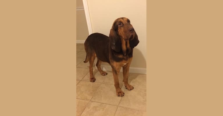 Lucy Belle Chester, a Bloodhound tested with EmbarkVet.com