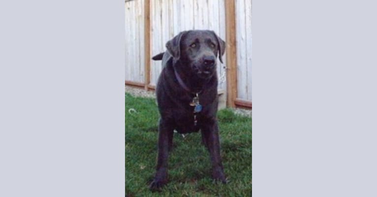 Caviar, a Labrador Retriever tested with EmbarkVet.com