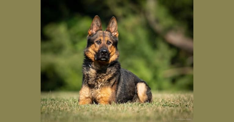 Frodo, a German Shepherd Dog tested with EmbarkVet.com