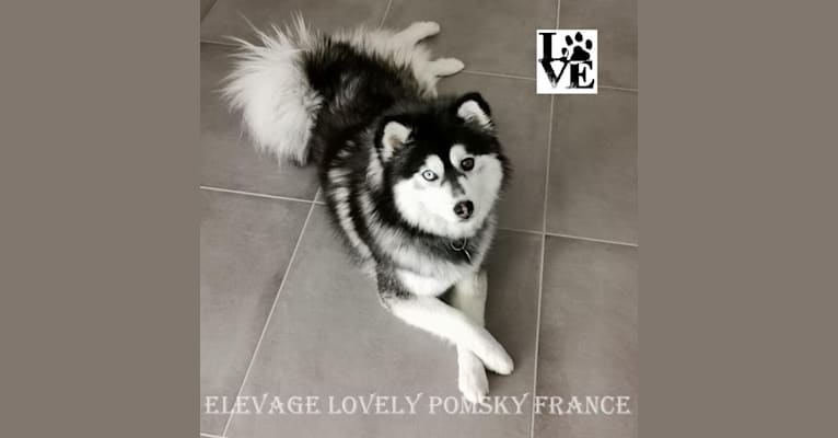 PEARL, a Siberian Husky and Pomeranian mix tested with EmbarkVet.com