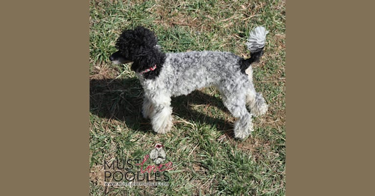 Prada, a Poodle tested with EmbarkVet.com