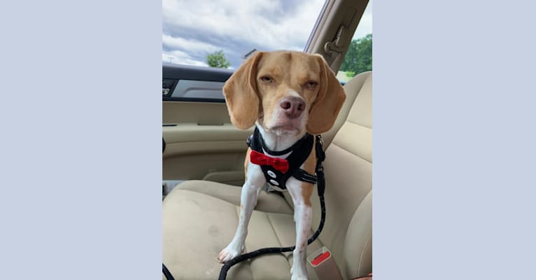 Photo of Chewy, a Beagle  in Baltimore, Maryland, USA