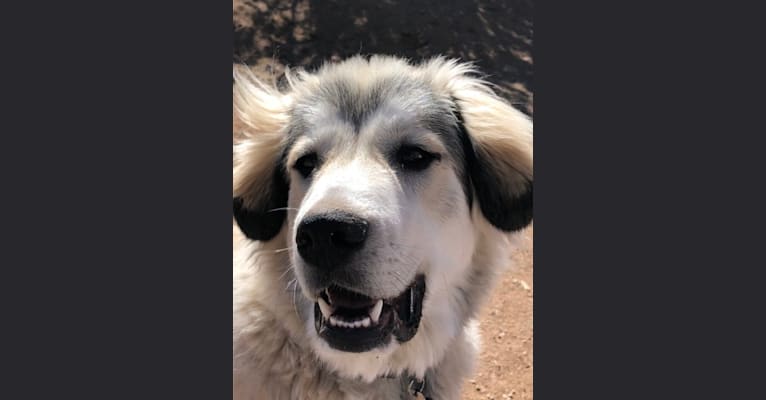 Lupo, a Great Pyrenees and Kuvasz mix tested with EmbarkVet.com