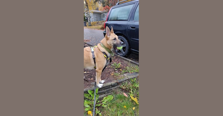 Kelmi, an Eastern European Village Dog and German Shepherd Dog mix tested with EmbarkVet.com