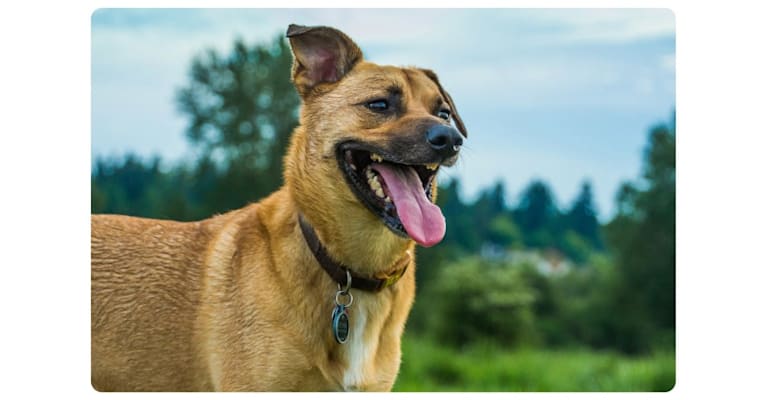 Flynn, an Australian Shepherd and German Shepherd Dog mix tested with EmbarkVet.com